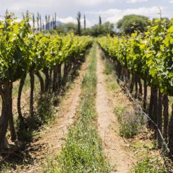 Condições ideais para a produção de vinho