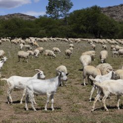 Cabras e ovelhas