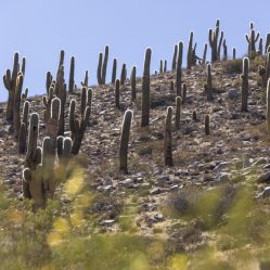 Cactos Cardón