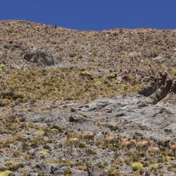 Guanacos camuflados