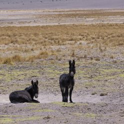 Burrinhos do deserto