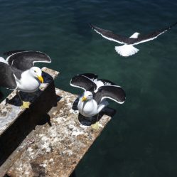 Pier agitado