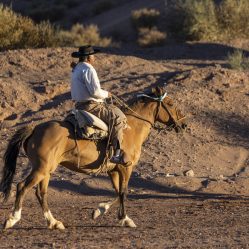 Cavalos lindos