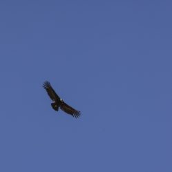 Nosso primeiro condor