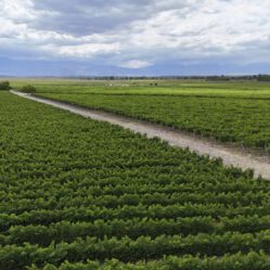 Tradição vinícola de mais de 150 anos