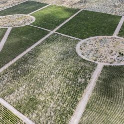 Região vinícola mais conceituada de Mendoza