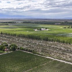 Grandes vinícolas da região