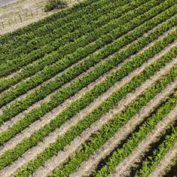 Parreirais de alta qualidade