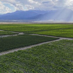 Rota turística dos vinhedos