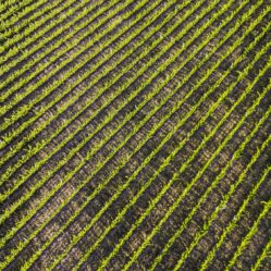 Infinitas linhas de parreirais