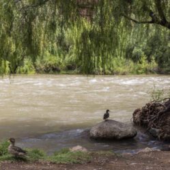 Dois dias de descanso