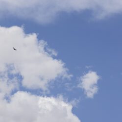 Condores planavam no ar