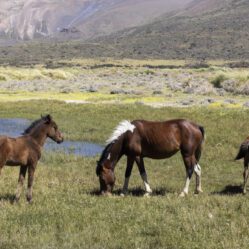 E com muitos cavalos