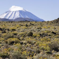 Contrastava com o amarelo das flores no campo