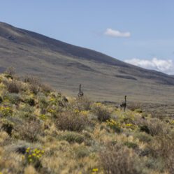 Nandus-de-darwin correndo