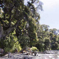 Lindas árvores na margens