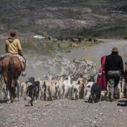 Tropeiros levando suas cabras