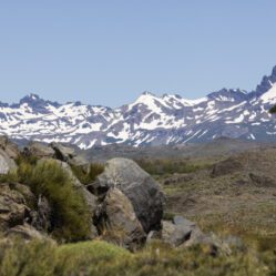 Araucárias ou pehuéns