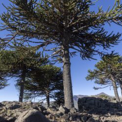 Araucarias arauanás