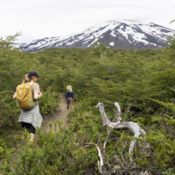 A procura de lagartixas