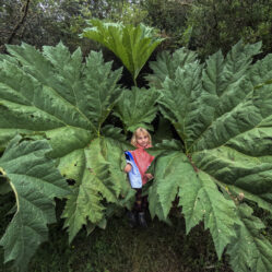 Folhas gigantes de Nalca