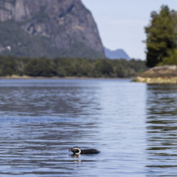 Haviam até pinguins