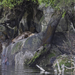 Lobos marinhos dormindo