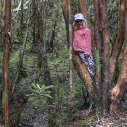 Floresta de arrayanes