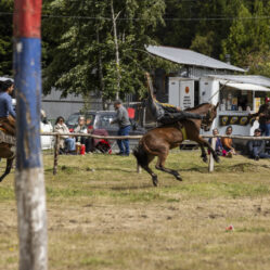 Tenta se livrar do cavalheiro
